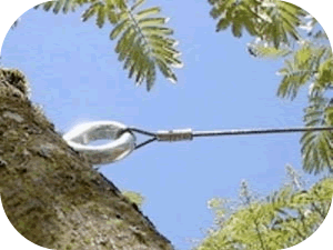 Tree Cabling | Rowlett, TX