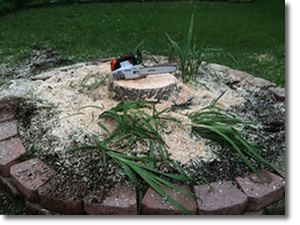 Stump Grinding in Rowlett, TX