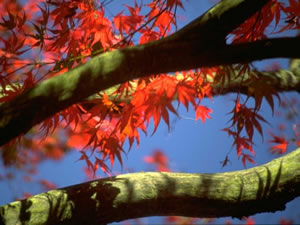 Tree Service Rowlett, TX