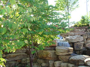 Tree Service Rowlett, TX