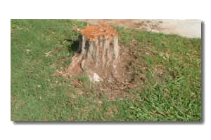 Rowlett stump grinding