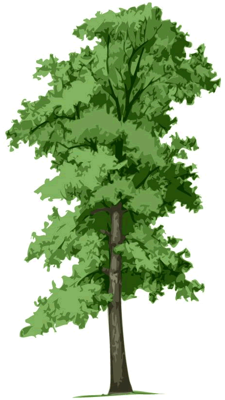 Rowlett Certified Arborist