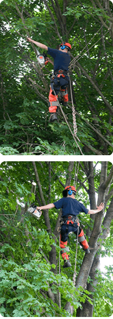Rowlett Tree Trimming | Pruning 